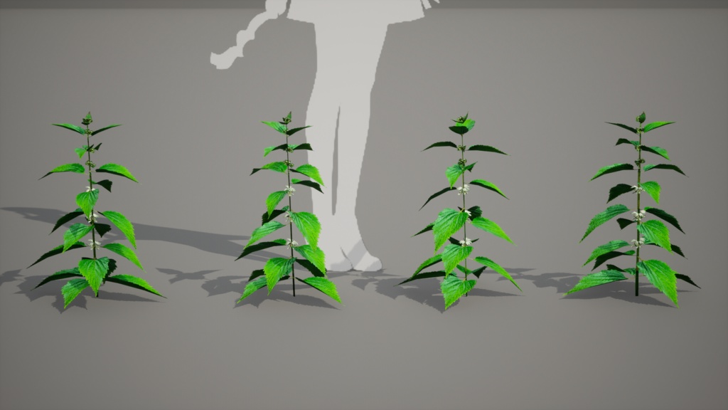 神秘の白花、ウルルン島の宝物 セムグァンデスヨム