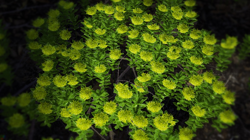 独島の黄金の宝石、セムギリンソウ