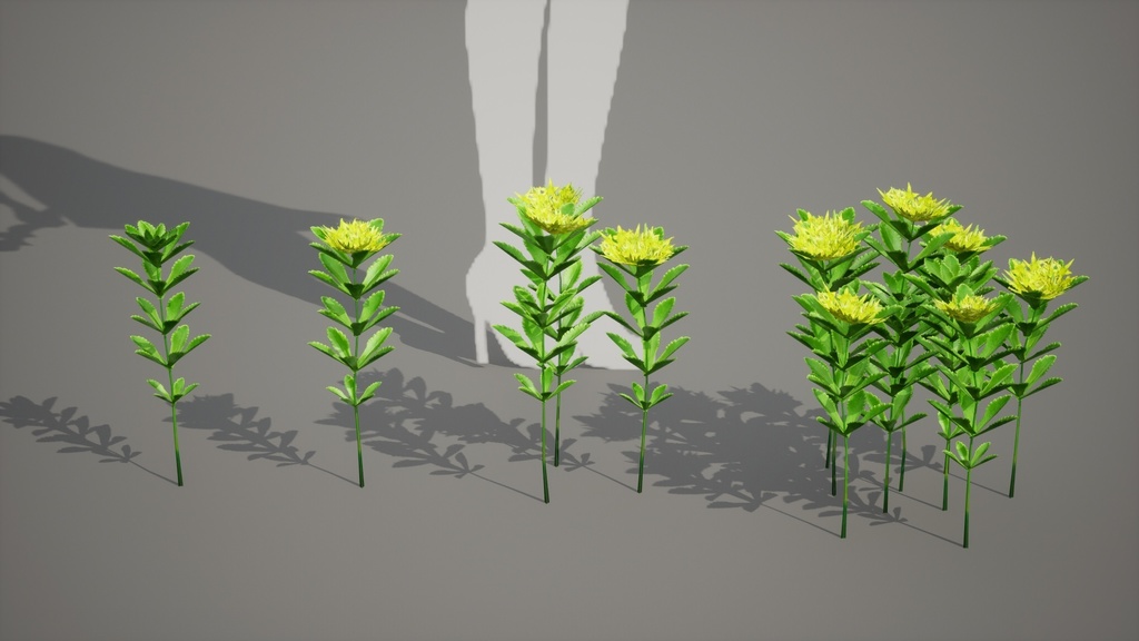 独島の黄金の宝石、セムギリンソウ