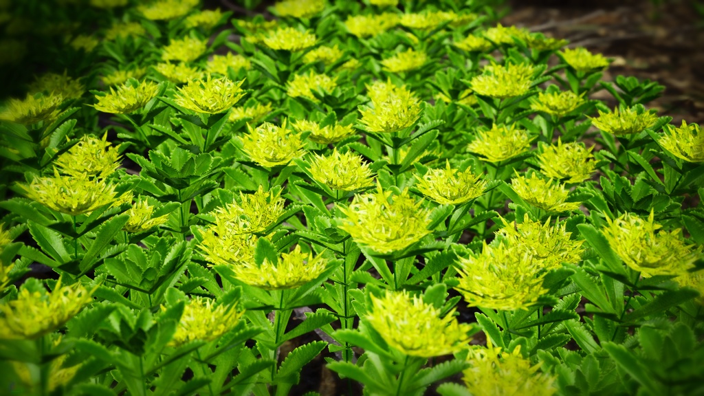 独島の黄金の宝石、セムギリンソウ