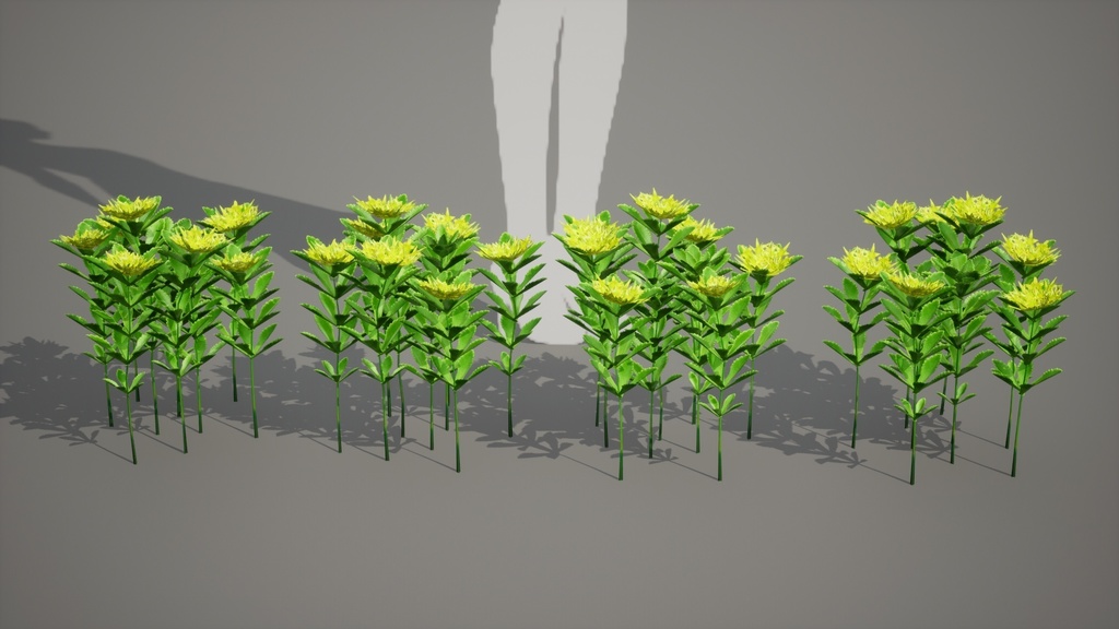 独島の黄金の宝石、セムギリンソウ