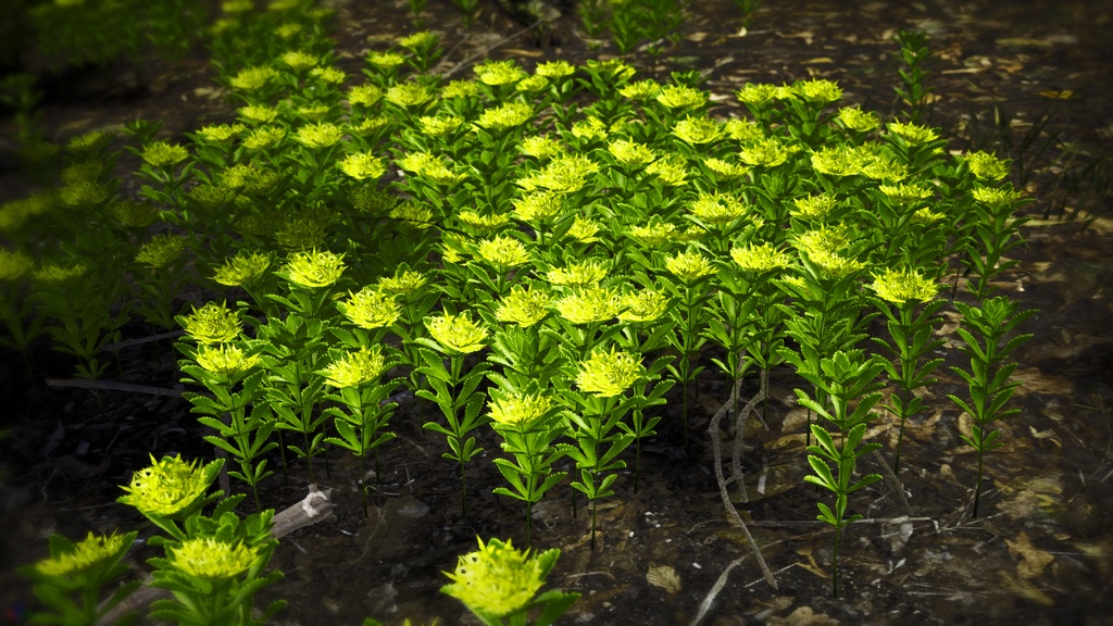 独島の黄金の宝石、セムギリンソウ