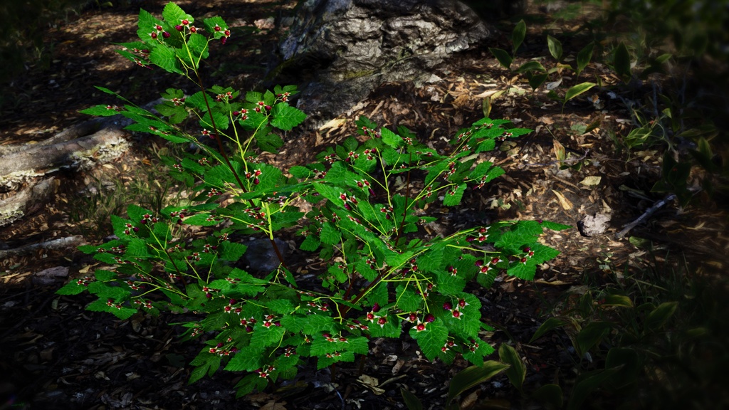 無棘の宝石、タケシマキイチゴ