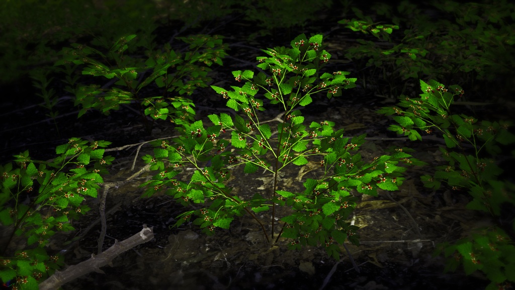 無棘の宝石、タケシマキイチゴ