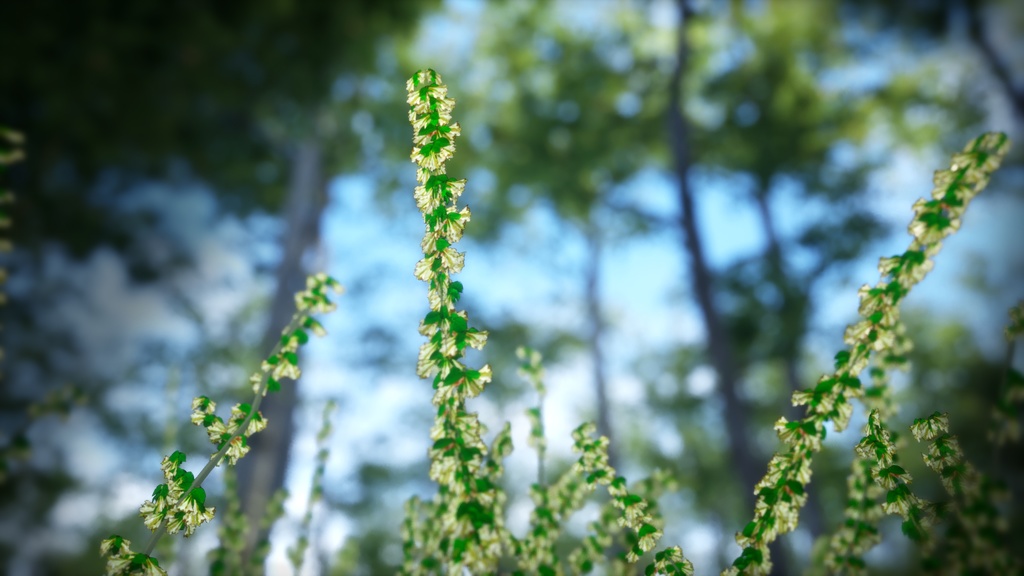 韓国の宝石、タニウツギ
