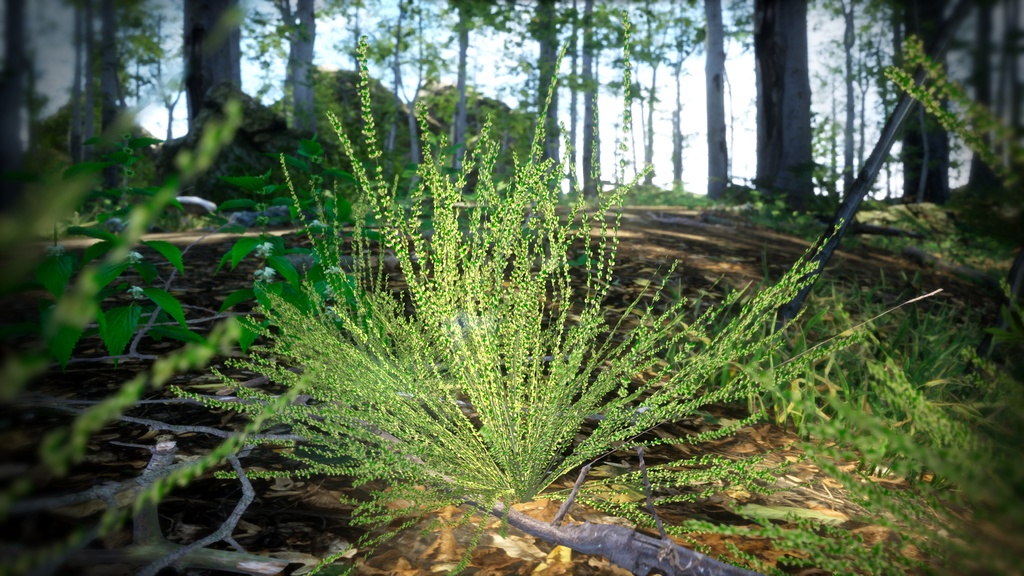 韓国の宝石、タニウツギ