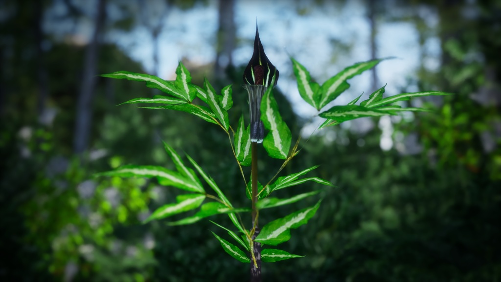 単子葉植物:Ulleungdo jack-in-the-pulpitの3Dモデル