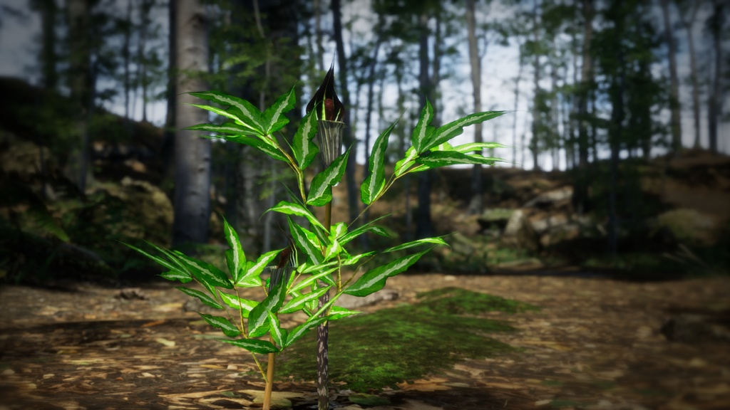 単子葉植物:Ulleungdo jack-in-the-pulpitの3Dモデル