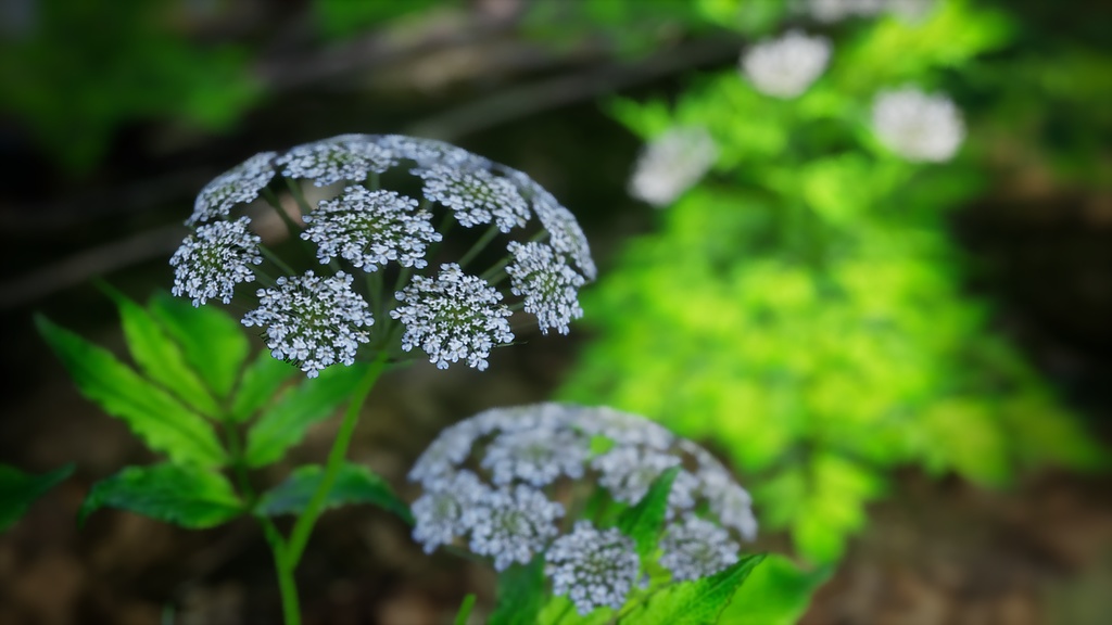 白束自慢:Korean weigelaの3Dモデル