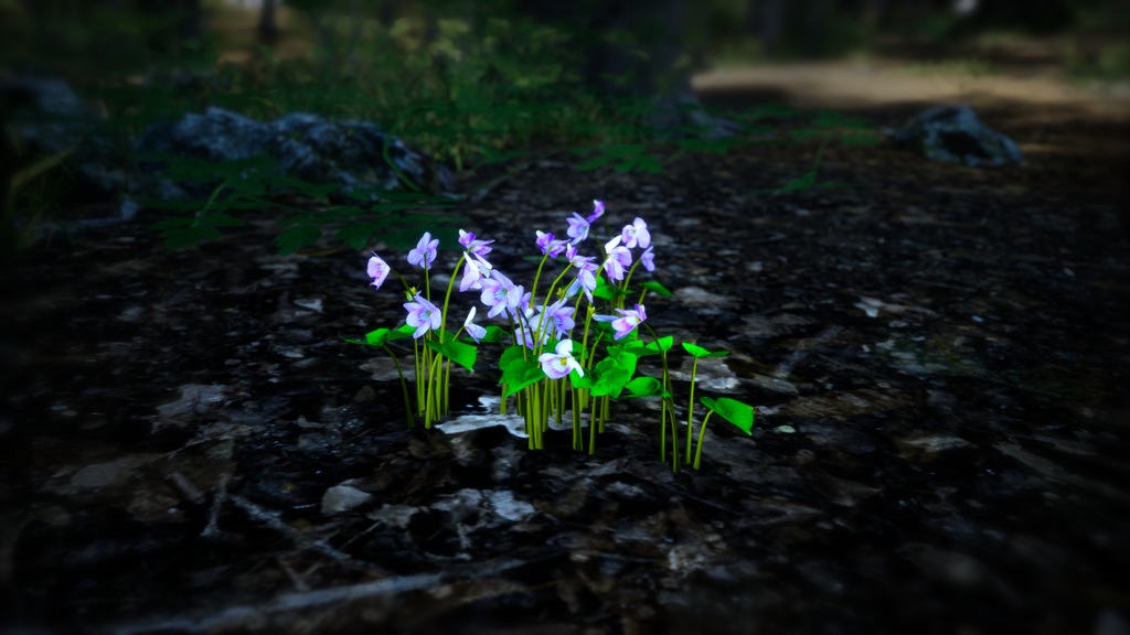 島の宝石:タチツボスミレの3Dモデル