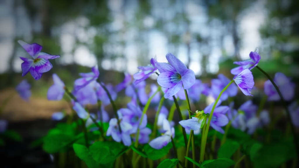 島の宝石:タチツボスミレの3Dモデル