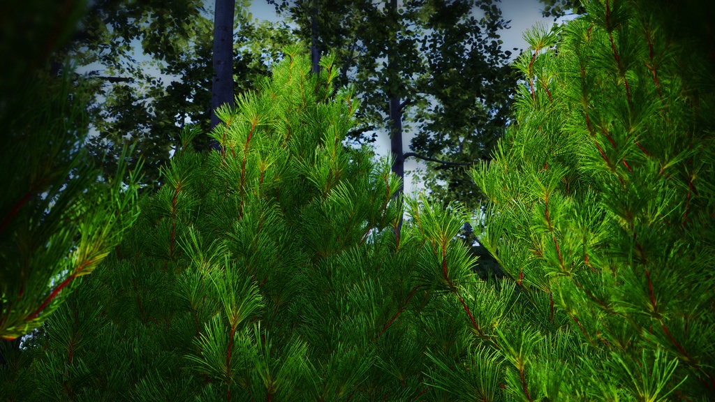 黄金の森の守護者:コウヤマキの3Dモデル