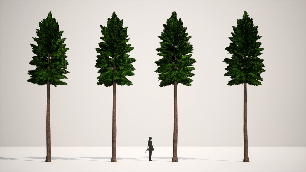 癒しの森の守護者:ヒノキの3Dモデル