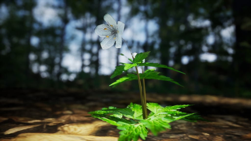 銀の輝き:シロカネソウの3Dモデル