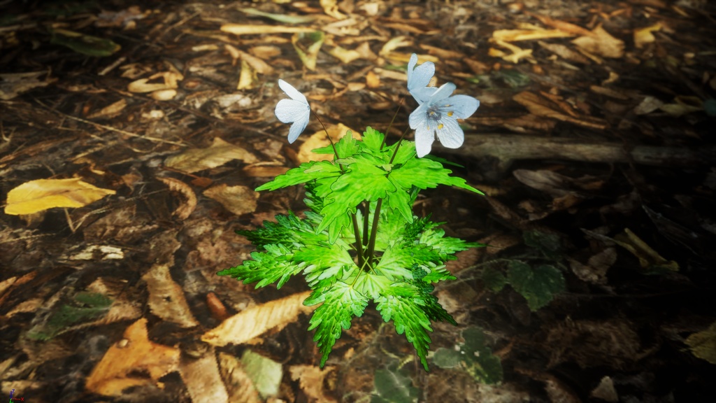 銀の輝き:シロカネソウの3Dモデル