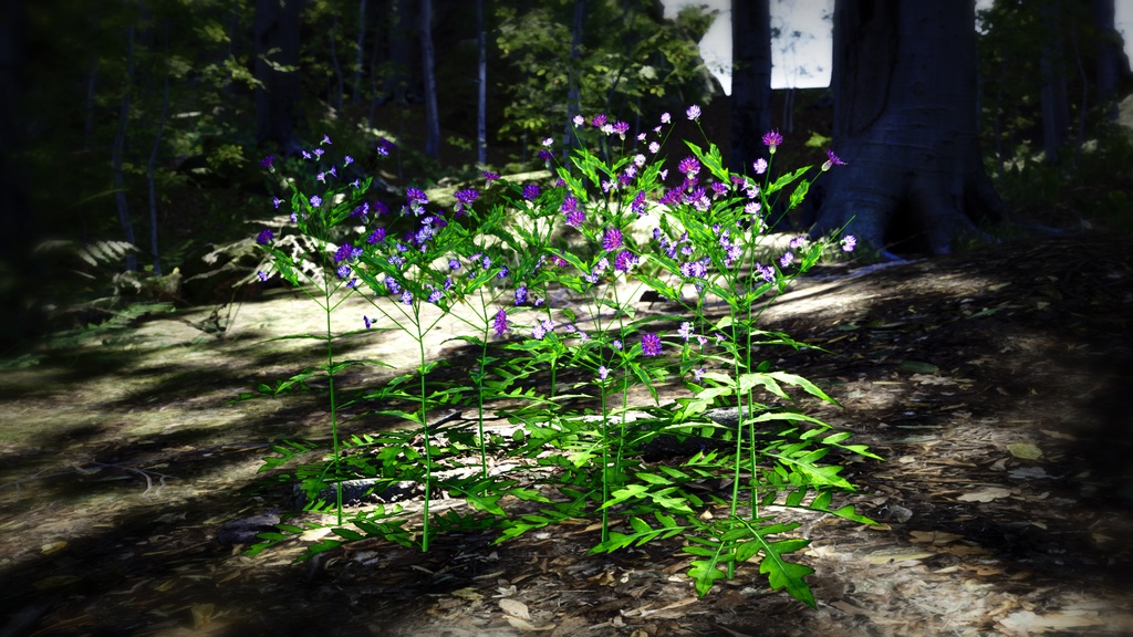 会津の宝石、アイヅヒメアザミ