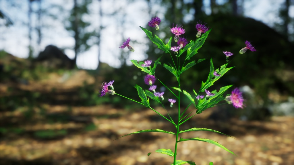 会津の宝石、アイヅヒメアザミ