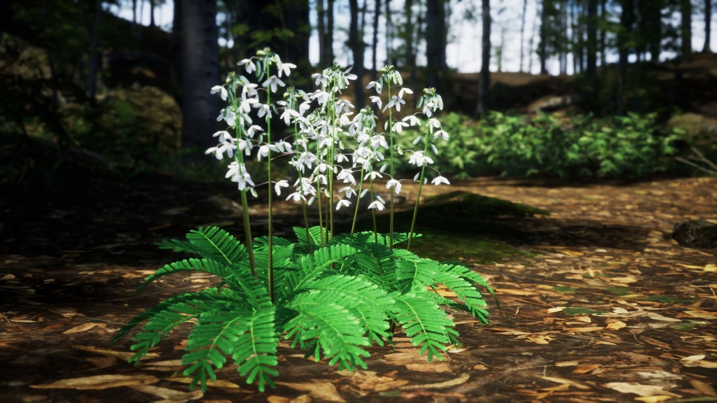 日本の宝石、セイヨウソウ