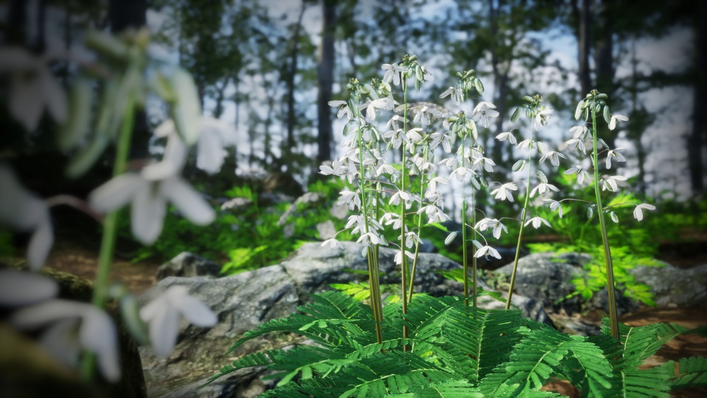 日本の宝石、セイヨウソウ