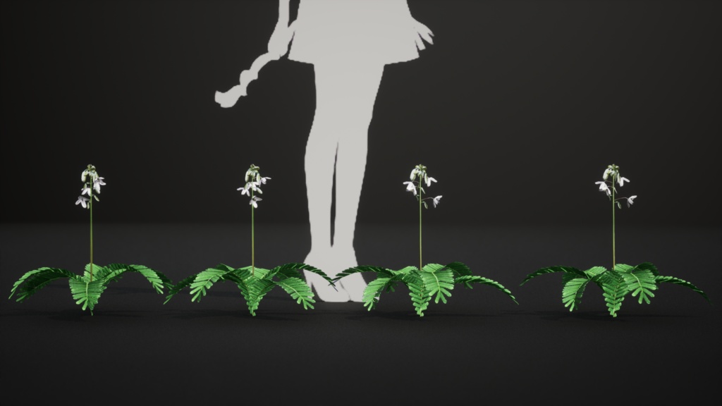 日本の宝石、セイヨウソウ