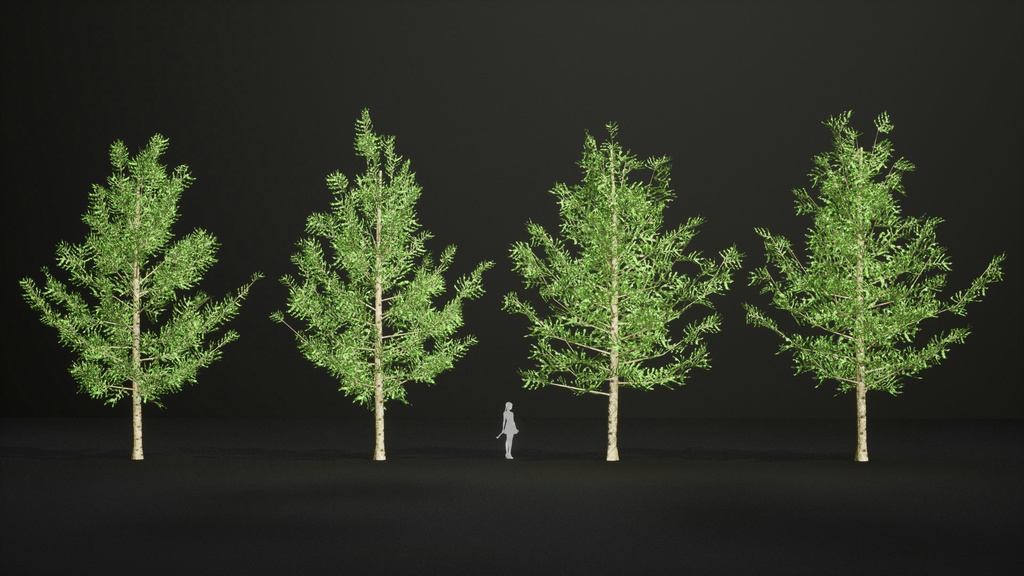 黄金の秋を彩るカラマツ