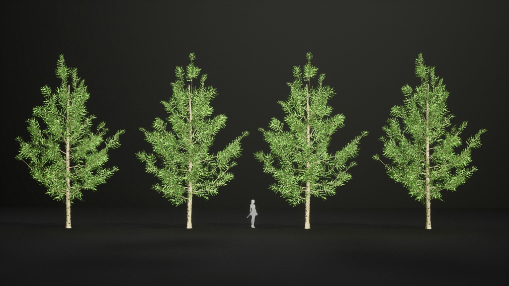 黄金の秋を彩るカラマツ