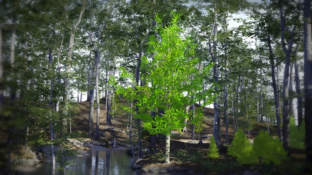 黄金の秋を彩るカラマツ