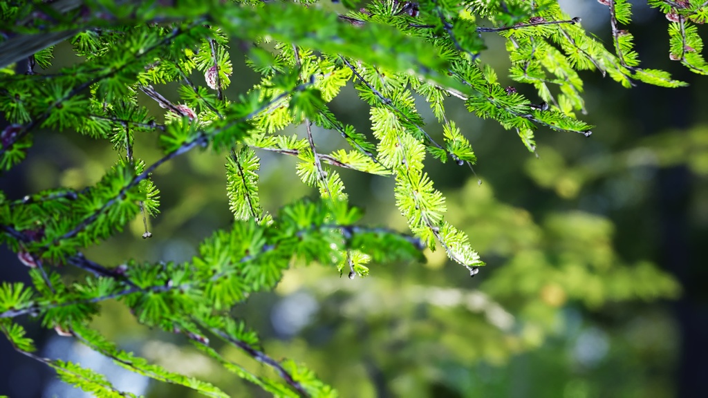 黄金の秋を彩るカラマツ