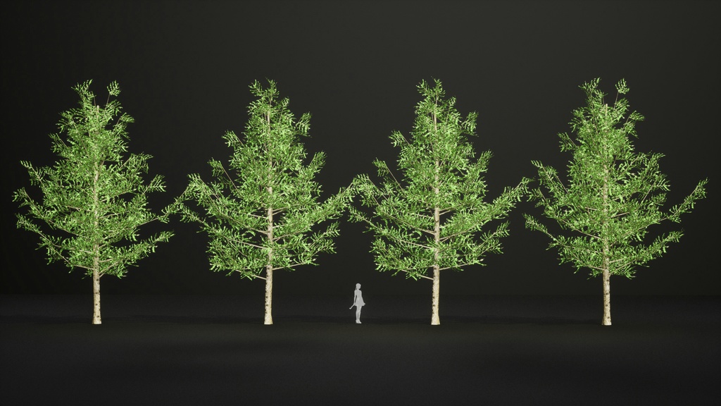 黄金の秋を彩るカラマツ