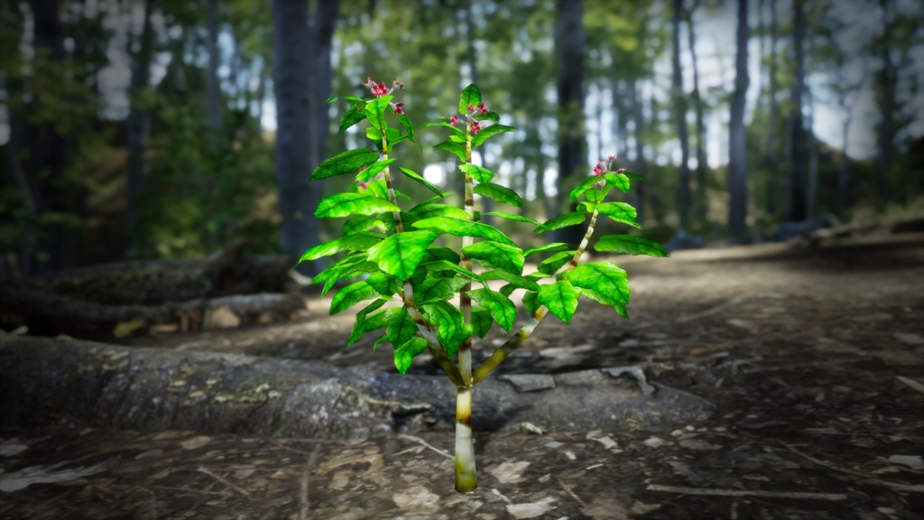 幻の宝石、セントヘレナオリーブ