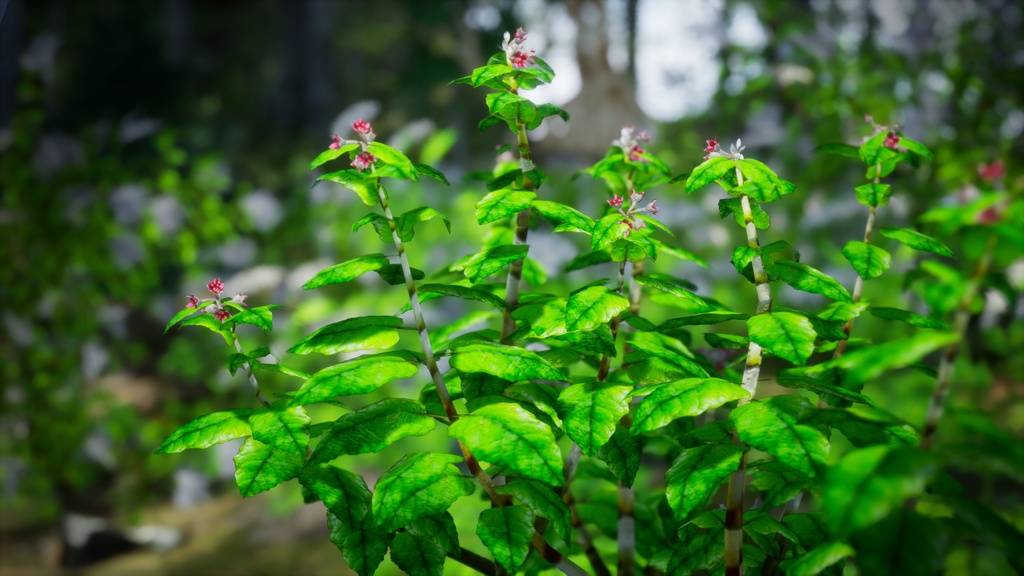 幻の宝石、セントヘレナオリーブ