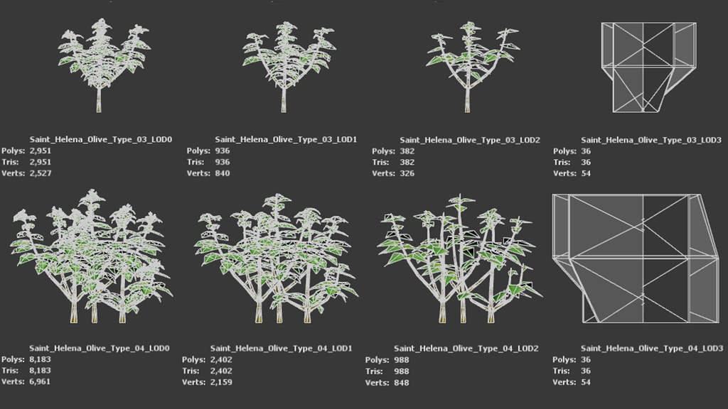 幻の宝石、セントヘレナオリーブ