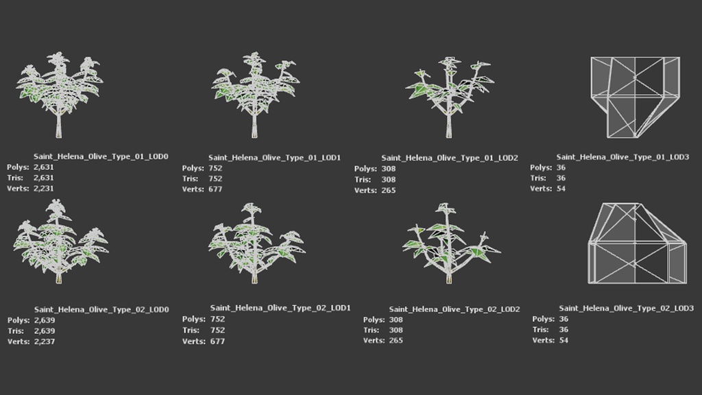 幻の宝石、セントヘレナオリーブ