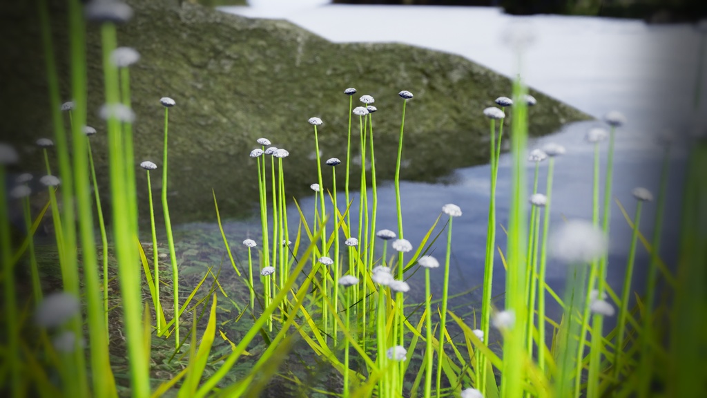 幻の水辺の宝石、エリオカウロン・イヌンダトゥム