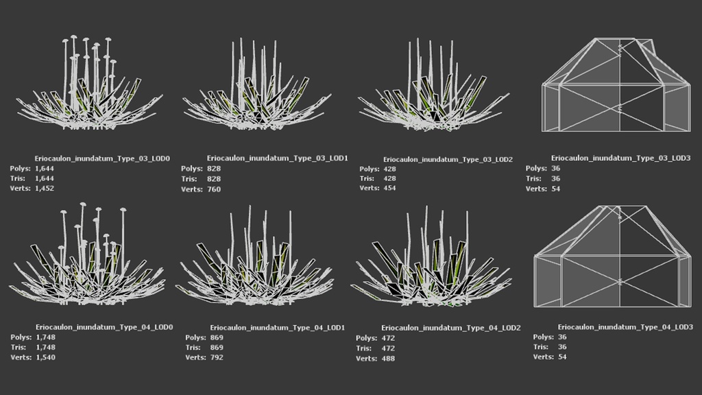 幻の水辺の宝石、エリオカウロン・イヌンダトゥム