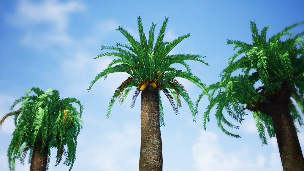 幻の生きた化石、ウッズソテツ