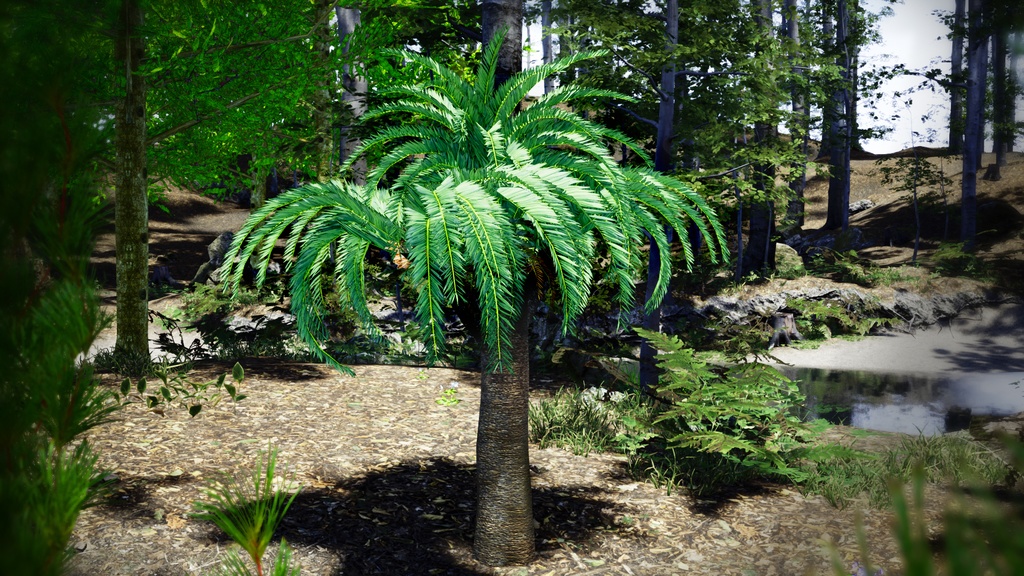 幻の生きた化石、ウッズソテツ