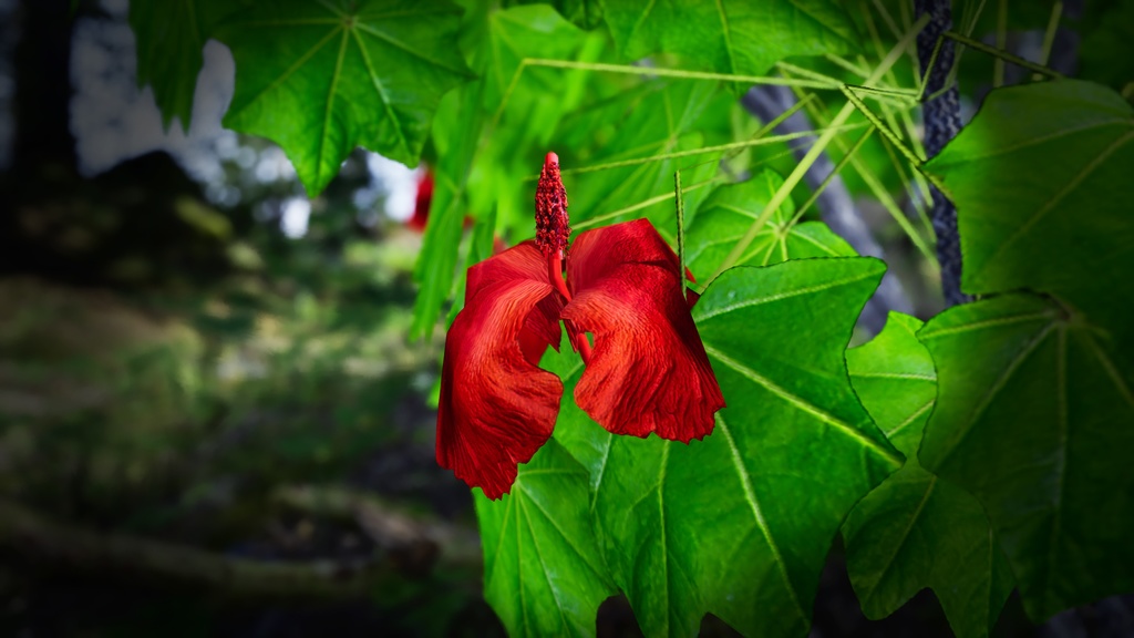 幻のハワイアンコットン、コキア・クケイ
