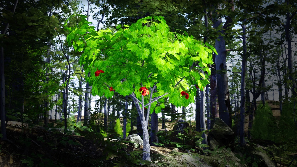 幻のハワイアンコットン、コキア・クケイ