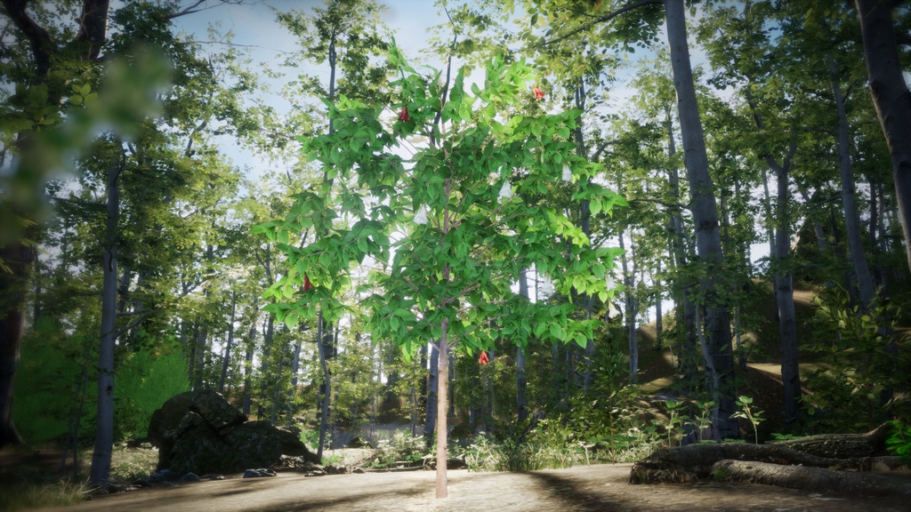 セントヘレナの失われた宝石、レッドウッド