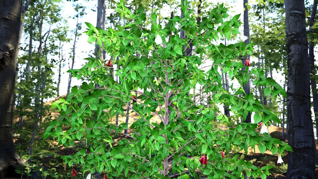セントヘレナの失われた宝石、レッドウッド