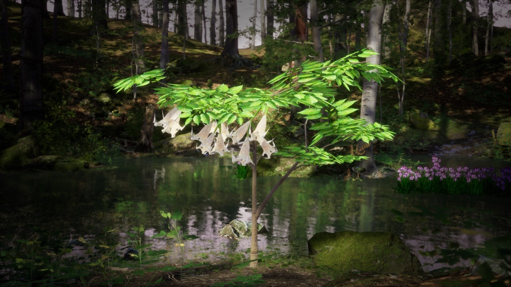 幻の天使のラッパ、ブルグマンシア・スアベオレンス