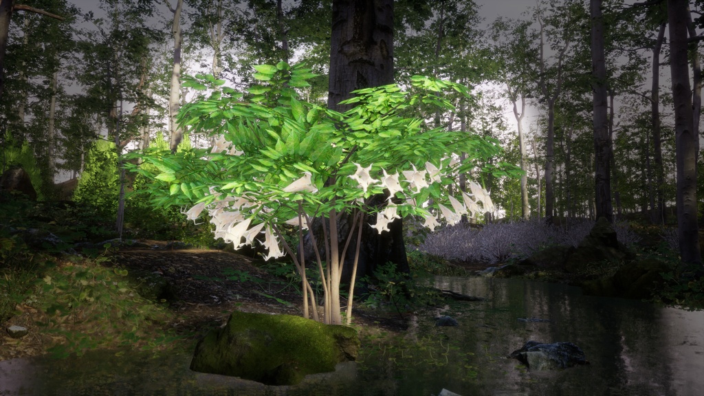 幻の天使のラッパ、ブルグマンシア・スアベオレンス