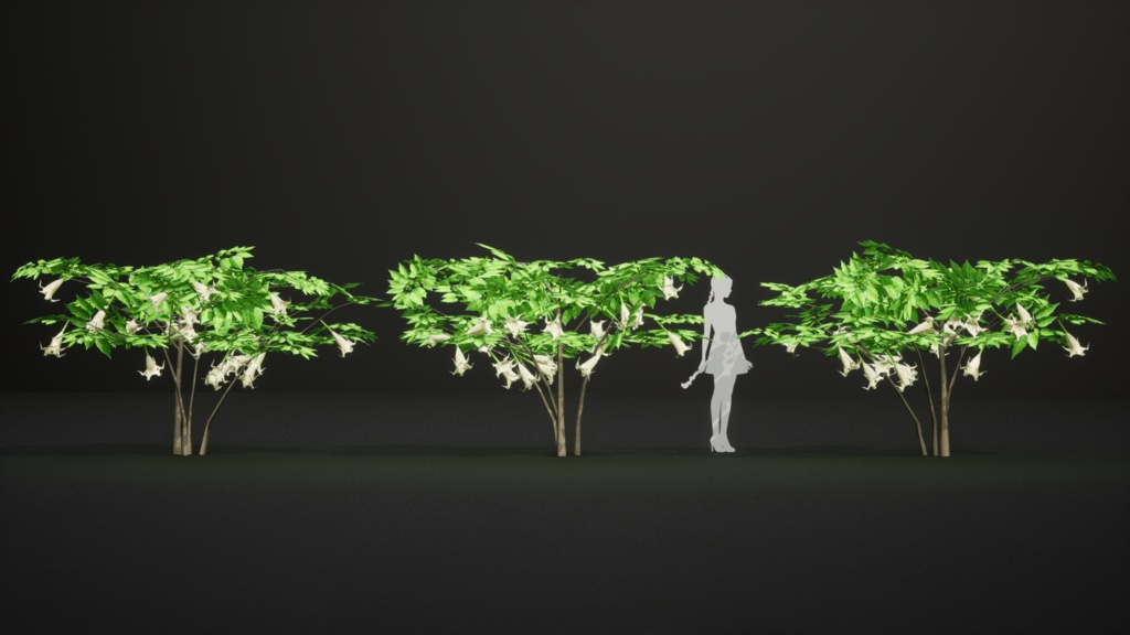 幻の天使のラッパ、ブルグマンシア・スアベオレンス