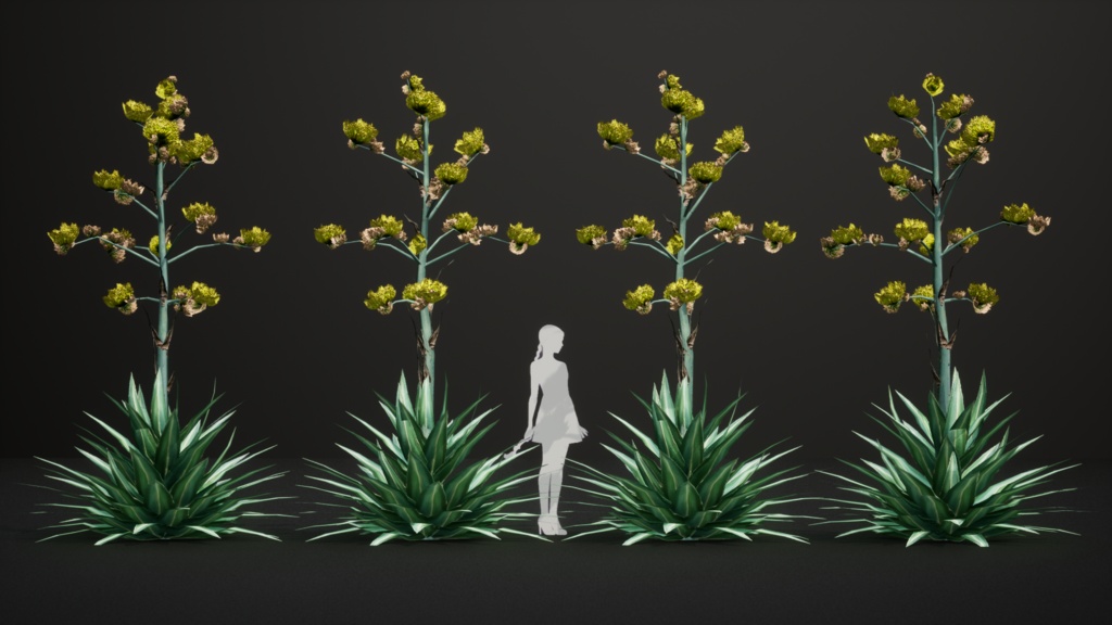 メキシコの幻の宝石、アガベ・ルリダ