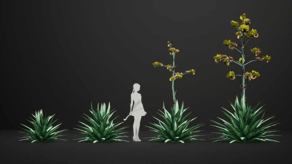 メキシコの幻の宝石、アガベ・ルリダ