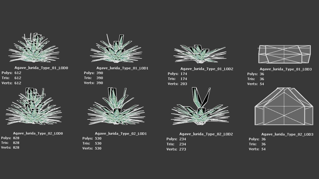 メキシコの幻の宝石、アガベ・ルリダ