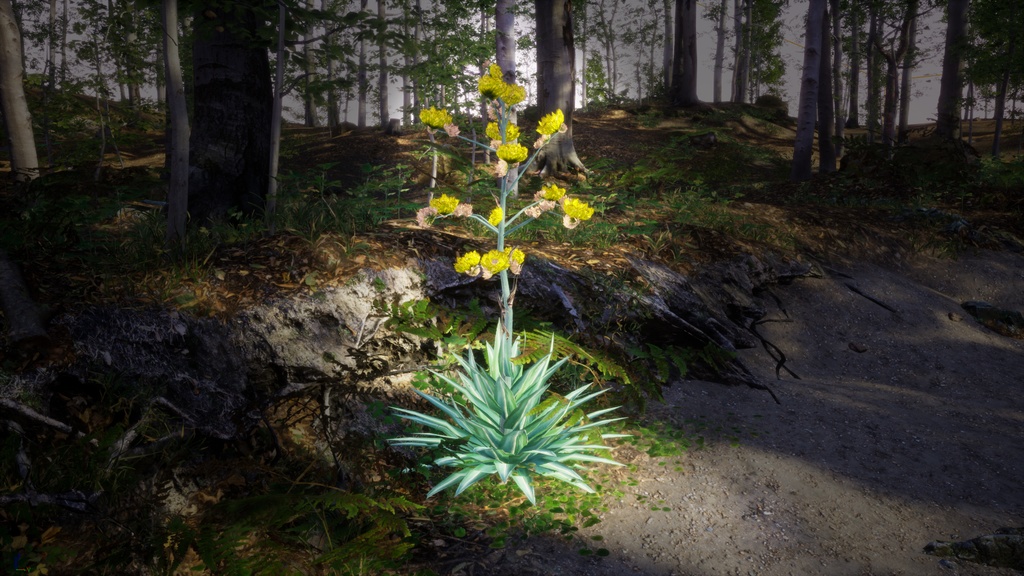 メキシコの幻の宝石、アガベ・ルリダ