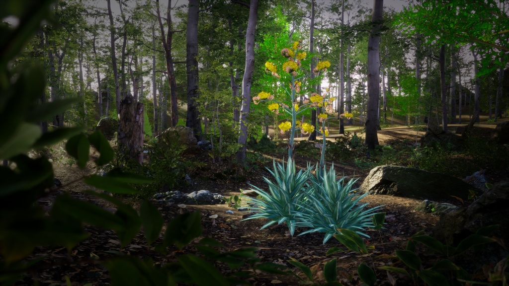 メキシコの幻の宝石、アガベ・ルリダ