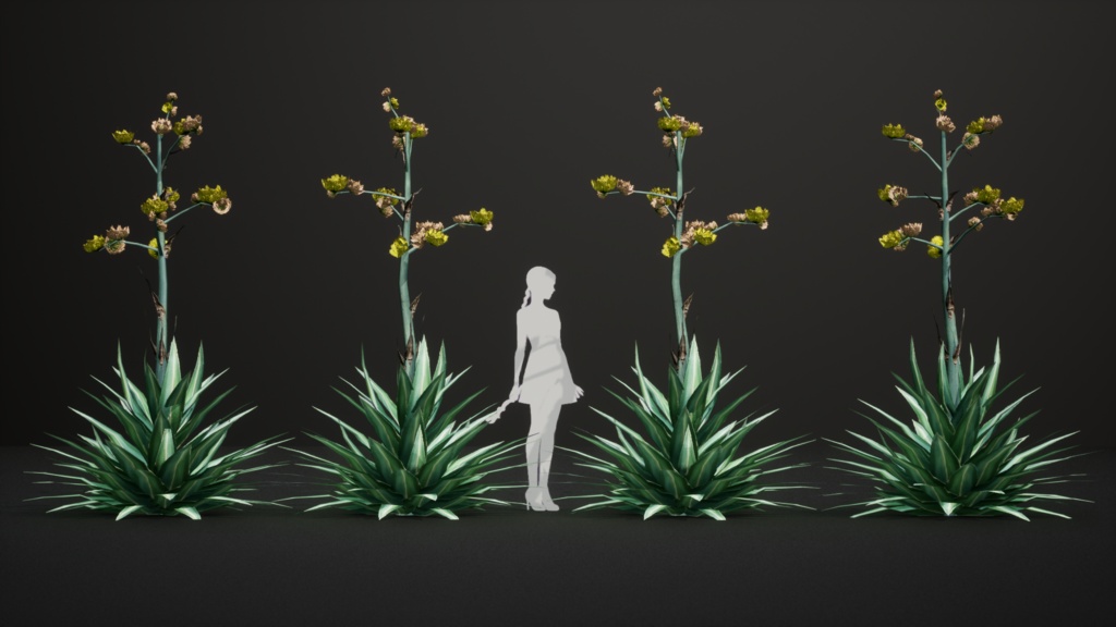 メキシコの幻の宝石、アガベ・ルリダ